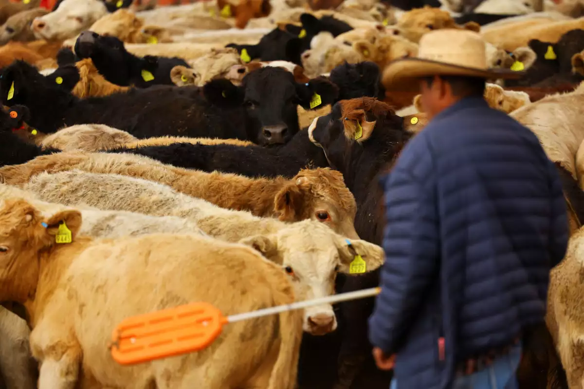El gusano barrenador regresa tras 30 años y pone en jaque a la ganadería mexicana
