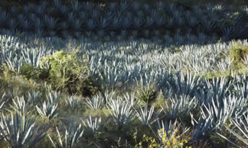 En el país se producen 500,000 litros de mezcal con calidad de exportación. (Foto: Cortesía Comercam)