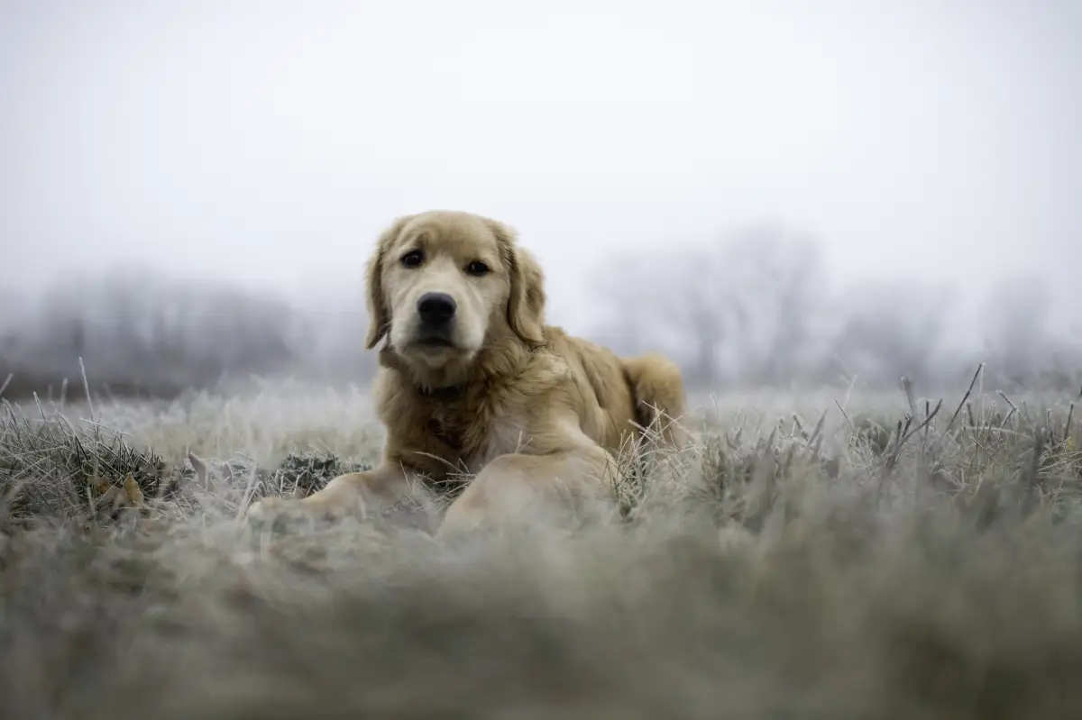 Golden Retriever 