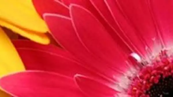 Así como existen flores para cada estación, la hora del día también es un tema a considerar.