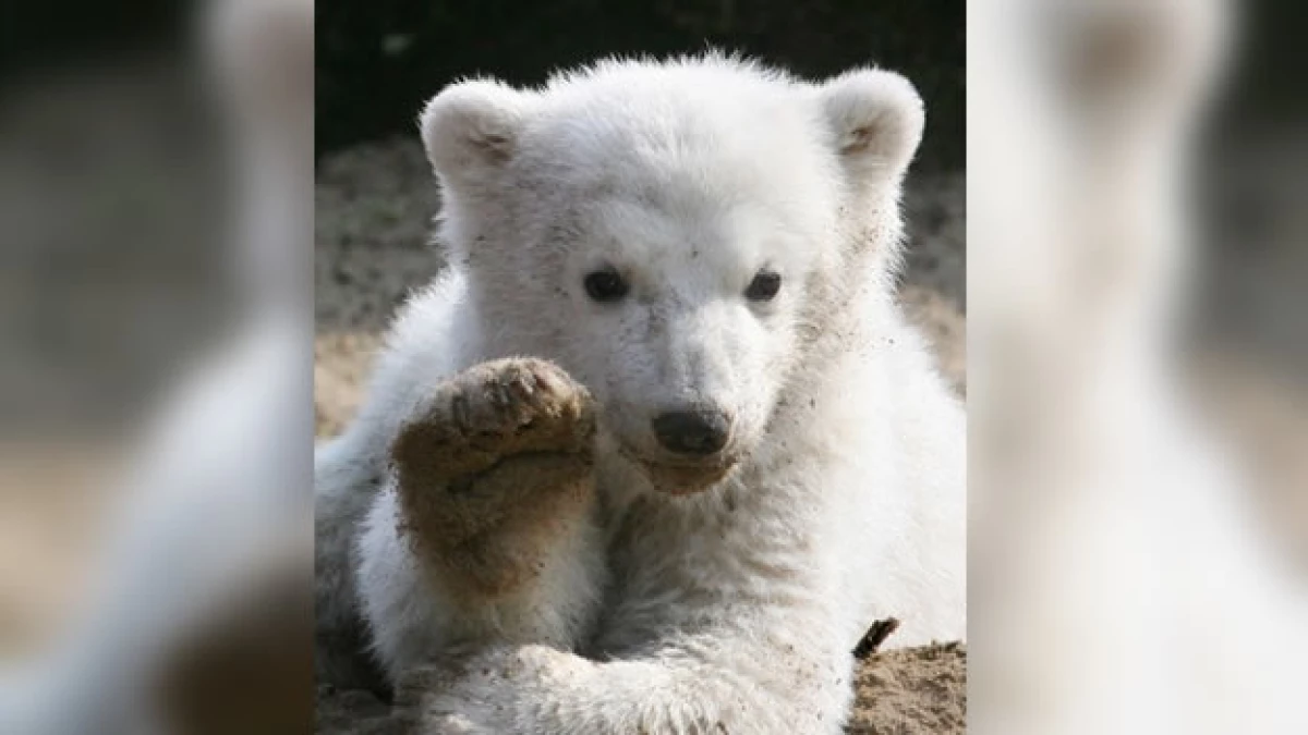 Oso Knut