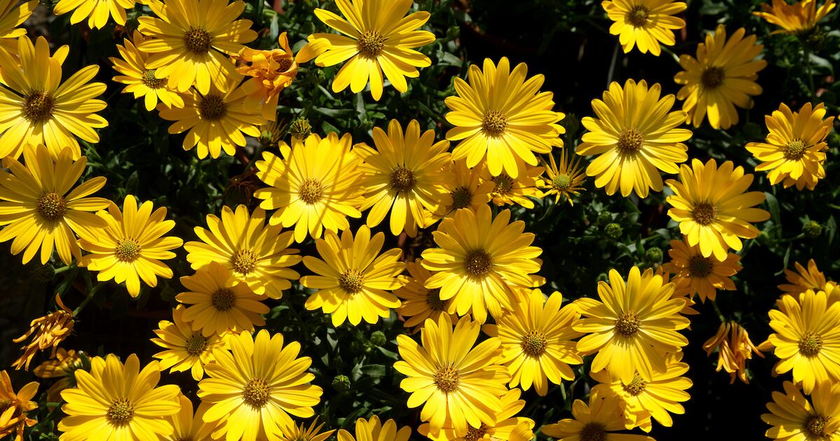 El origen y significado de regalar flores amarillas el 21 de marzo