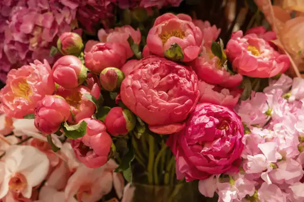 pink rose