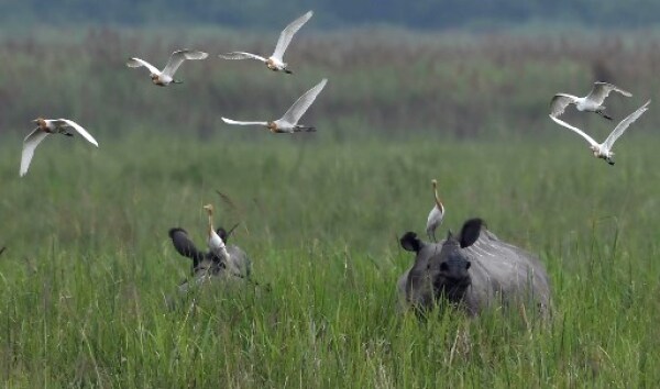 INDIA-CONSERVATION