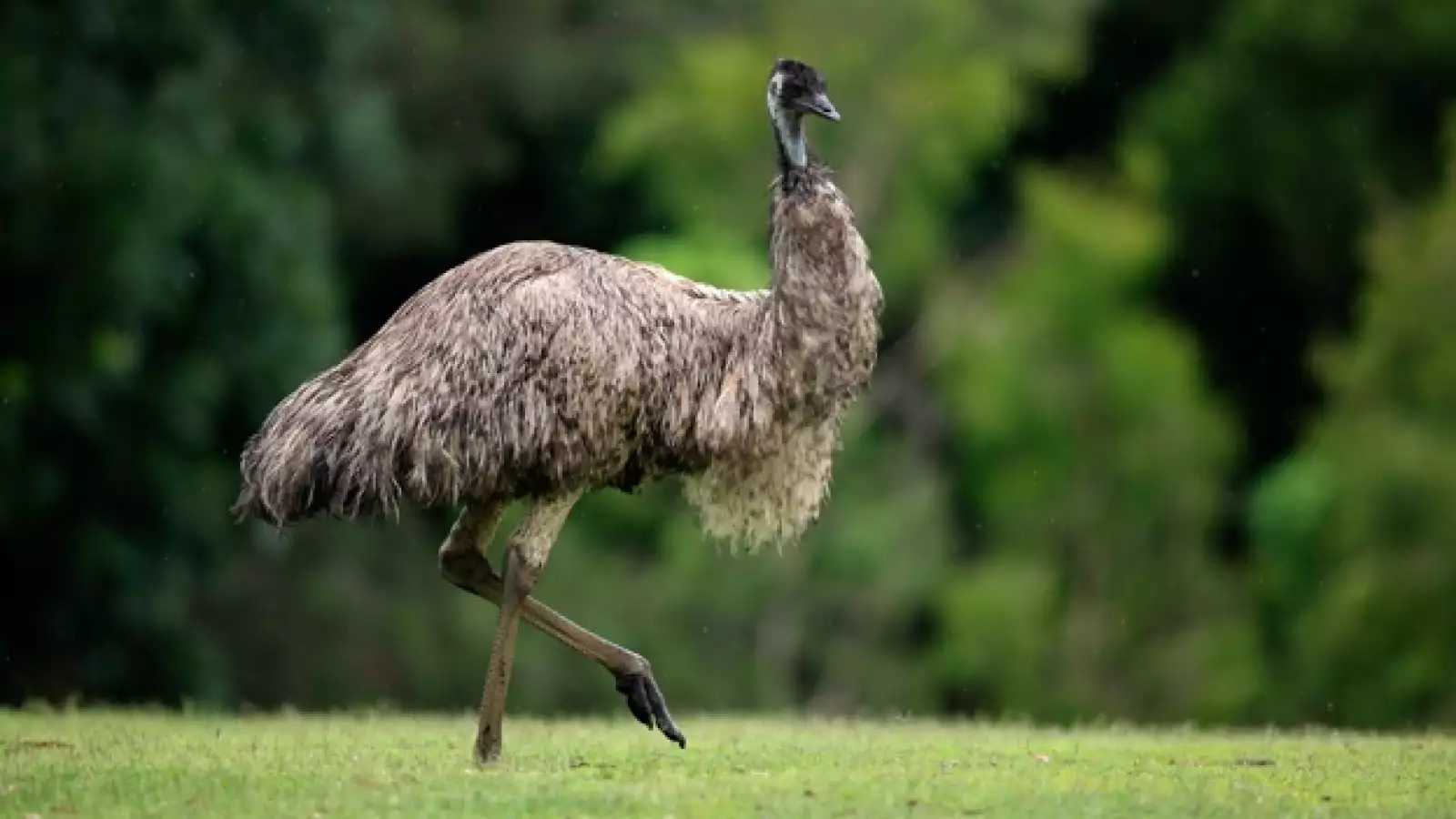 emu