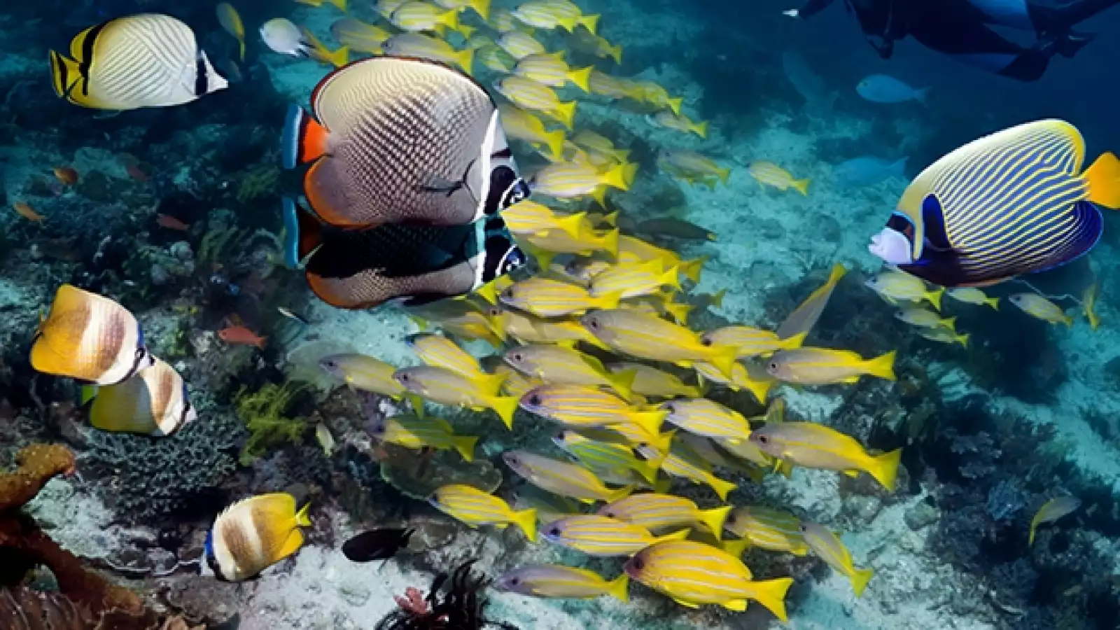 dia mundial de los oceanos 01