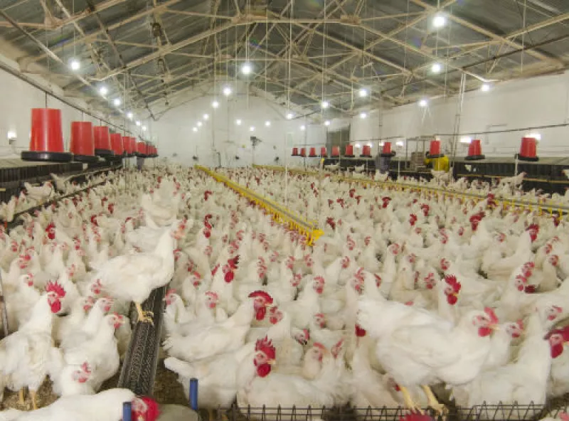 granja de pollos