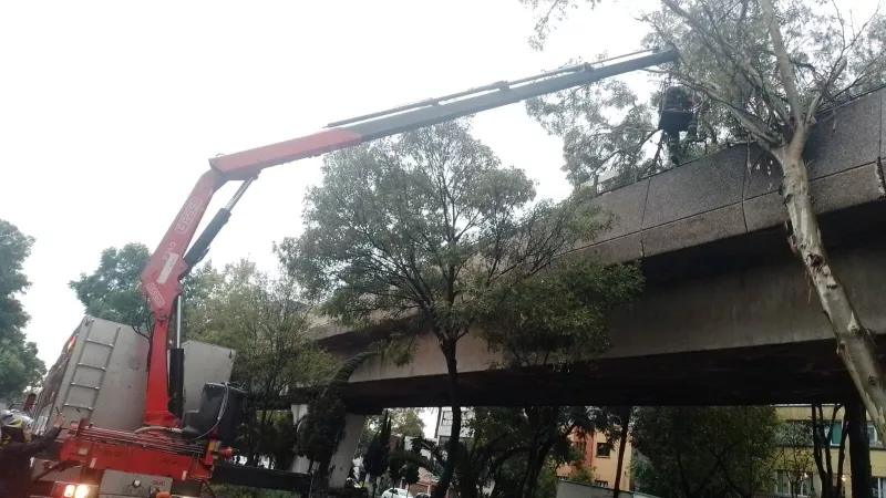 arbol-metro-cdmx.jfif