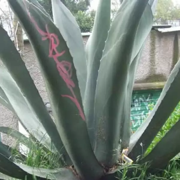 irpt-maguey4