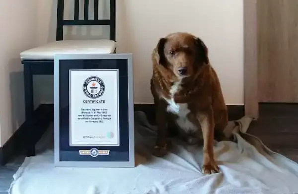 bobi-perro-viejo