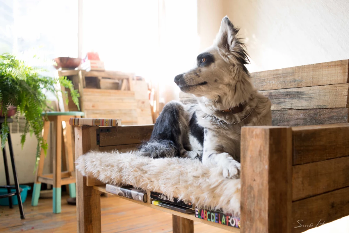 Esta microempresa de muebles para mascotas consiguió más de 27,000 pesos de amigos, familiares y extraños.