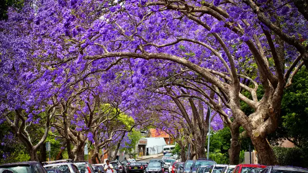 Beautiful Jacaranda trees in full bloom in Sydney