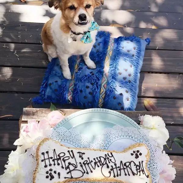 Charcoal tiene su propia cuenta de Instagram y acaba de cumplir 6 años.