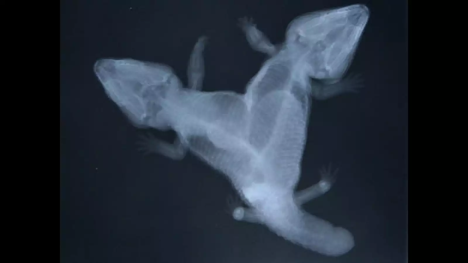 Animales con dos cabezas