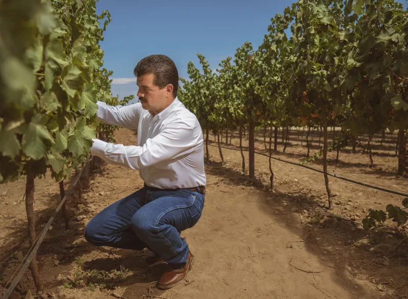 Viñedos del Valle de Guadalupe