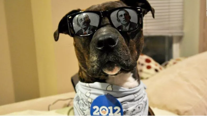 Perro Obama
