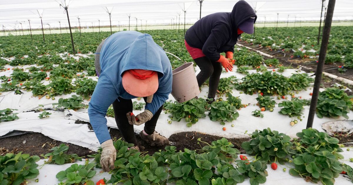 EU GOLPEA LA FRESA MEXICANA: ¿EL PRINCIPIO DEL FIN PARA EL CAMPO?