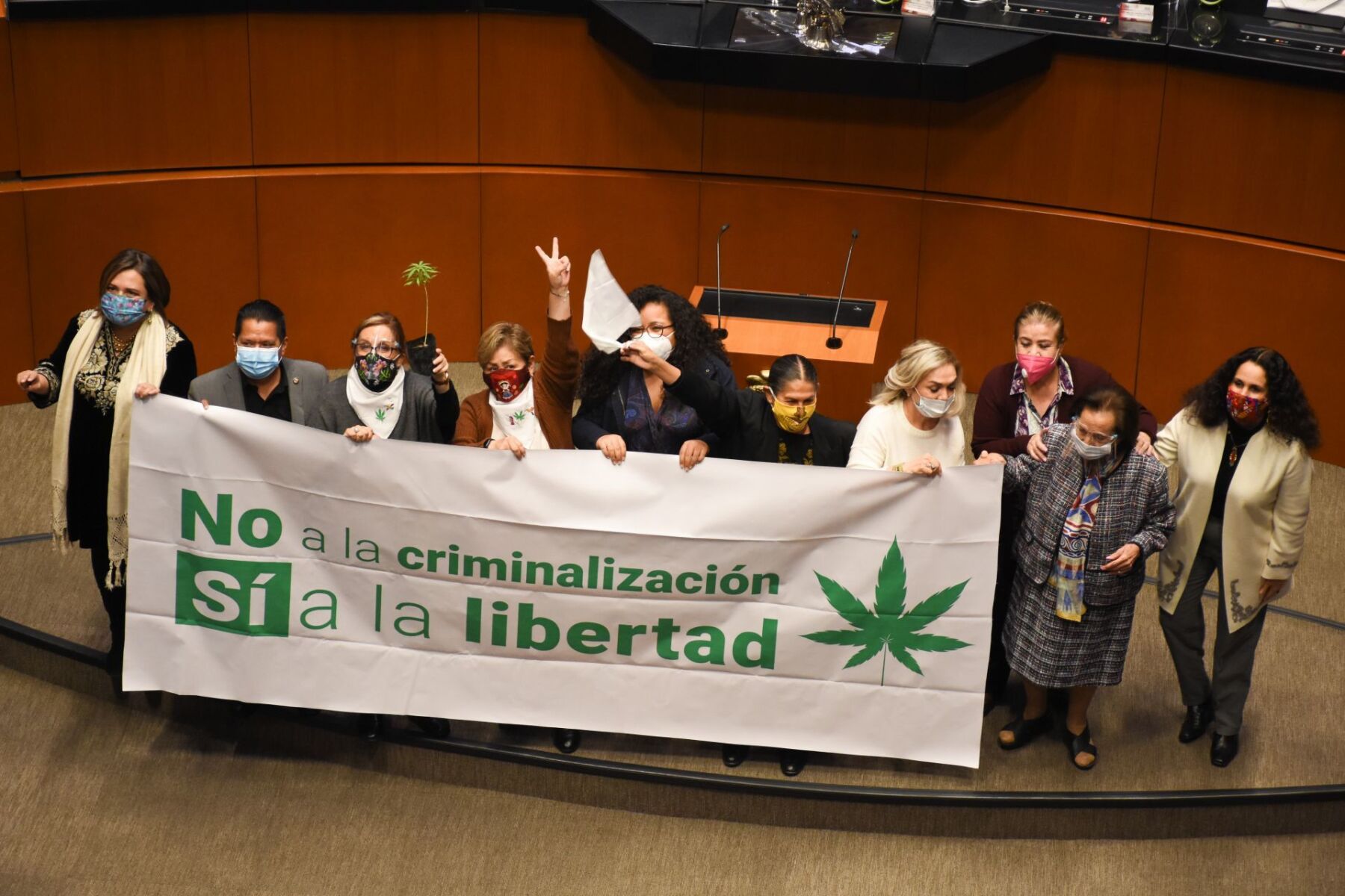 Marihuana lúdica va: el Senado despenaliza su consumo y cultivo