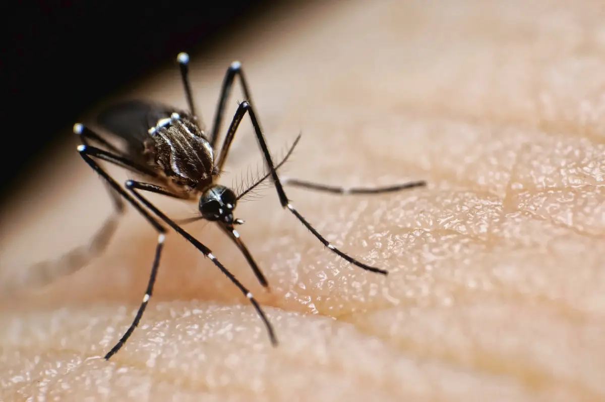 ¿Cómo es el mosquito que transmite el dengue y cómo distinguirlo?