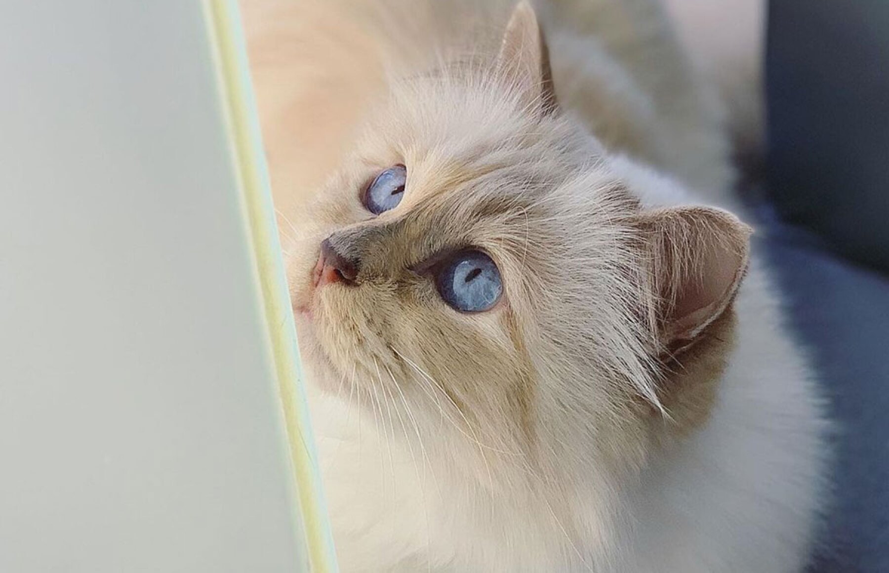 Foto: Instagram @choupette