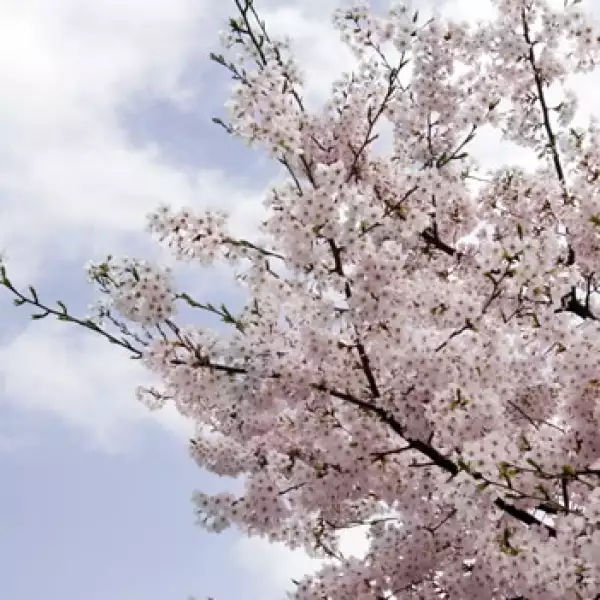 Japón - protesta - cerezos