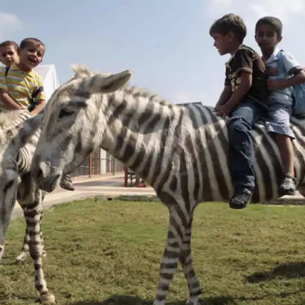 Un zoológico de Gaza muestra a dos burros blancos pintados en reposición de las cebras que murieron de hambre durante la ofensiva militar israelí de 2008. El dueño del zoológico afirma que hubiera costado demasiado llevar al animal real.