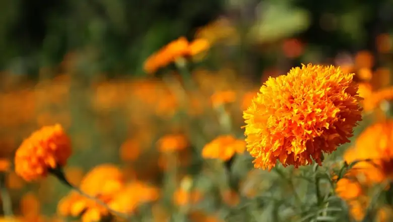flores de cempas�chitl 2