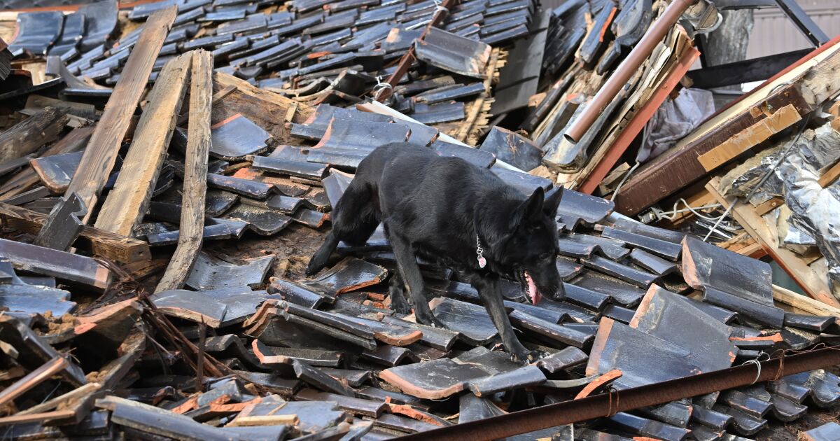 Japonya'da kurtarma çalışmalarında cankurtaran köpeği