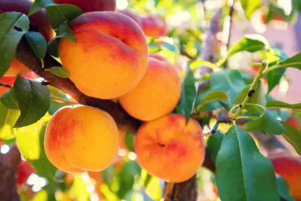 Duraznos frutas antiinflamatorias
