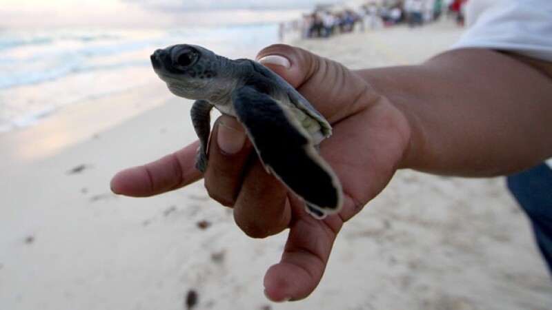 tortuga especies naturaleza