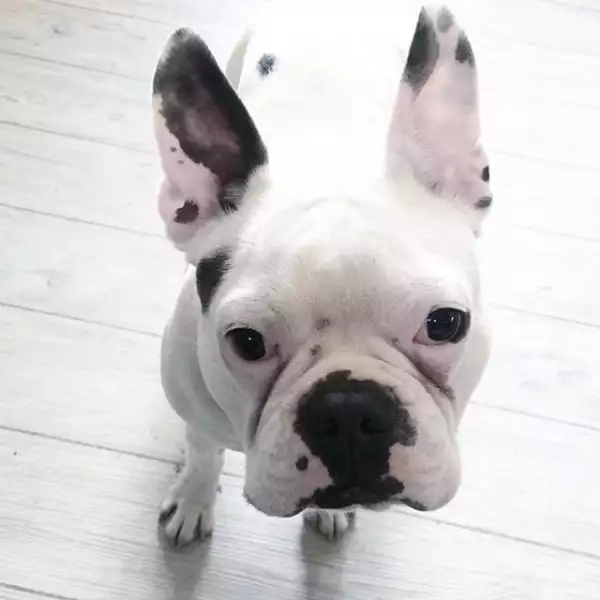Además de Earl la bloggera tiene dos perros más.