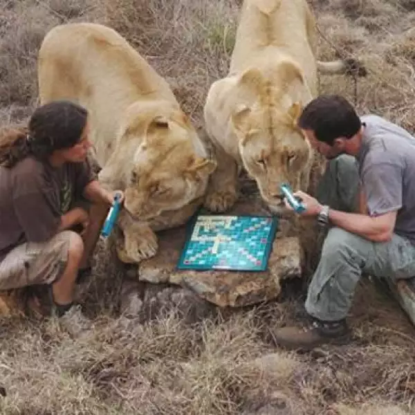Kevin Richard y Helga van der Merwe jugaron una extraordinaria partida de Scrabble en Sudáfrica e invitaron a los leones Meg y Amy a unirse al juego. Todos los participantes demostraron que no necesitan mesa para jugar.