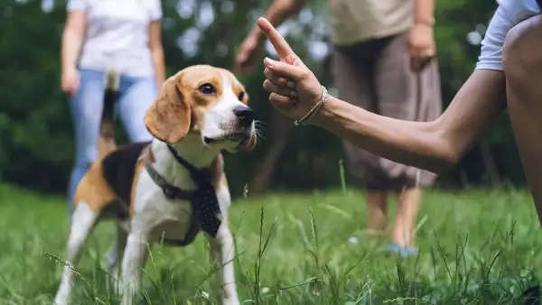 razones-perros-comen-heces