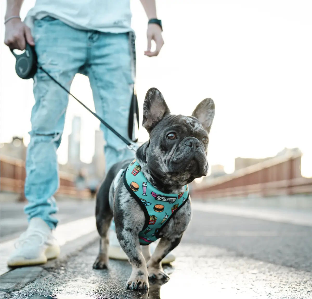 Perro paseando con correa en la Ciudad de México