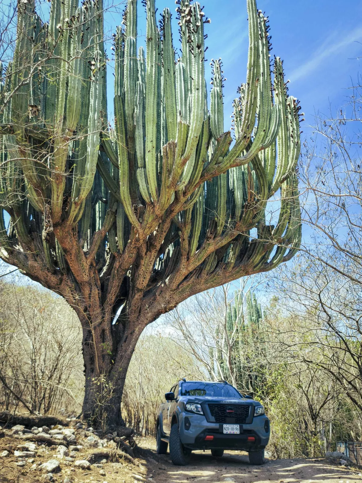 Nissan Frontier Pro-4X