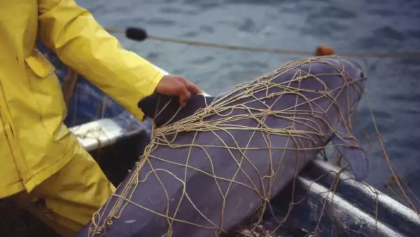 Algunas de las vaquitas marinas quedan atrapadas en las redes de los pescadores