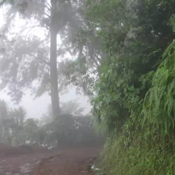Los caminos destapados son la ruta de aproximación a los cafetales.