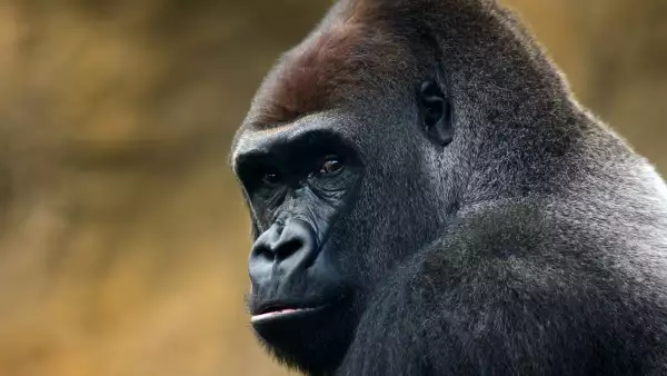 gorilla portrait