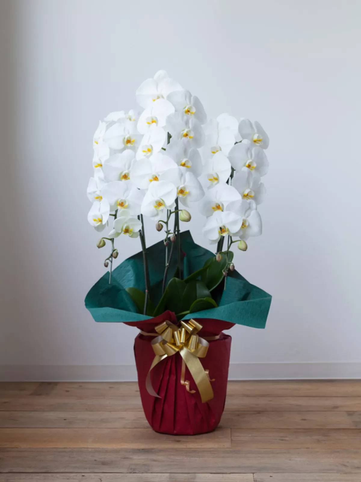 Orchid