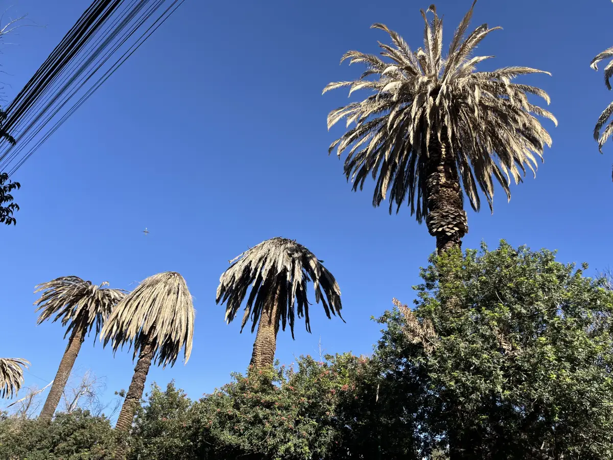 Las palmeras en la CDMX están muertas, ¿qué les pasó y cómo cambia el paisaje?