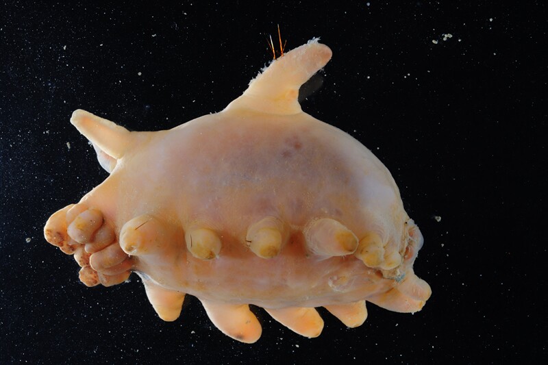 Misterioso ecosistema marino en la Antártida