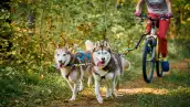 mushing-deporte-mascota
