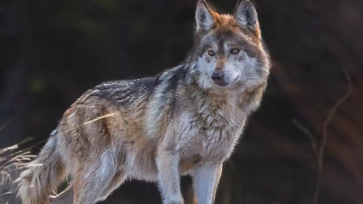 lobo