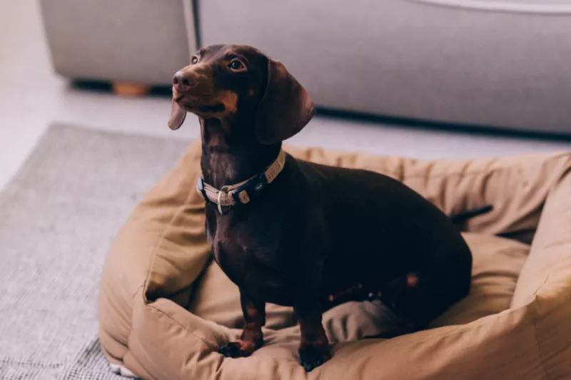 Protege a tu lomito: cinco enfermedades mortales y cómo prevenirlas