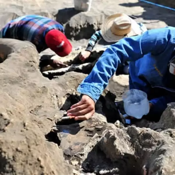 fosil de mamut en milpa alta