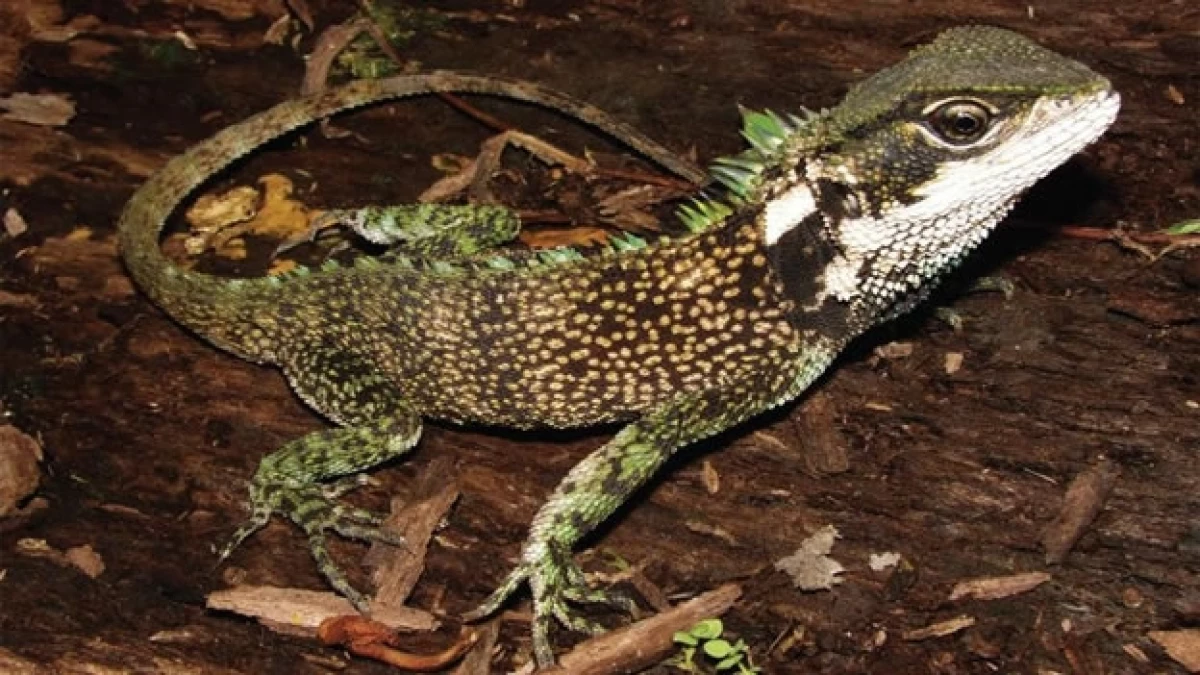 nuevo lagarto