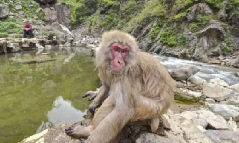 El parque Jigokudani se encuentra en la región de Nagano, Japón. (Foto: Street View )