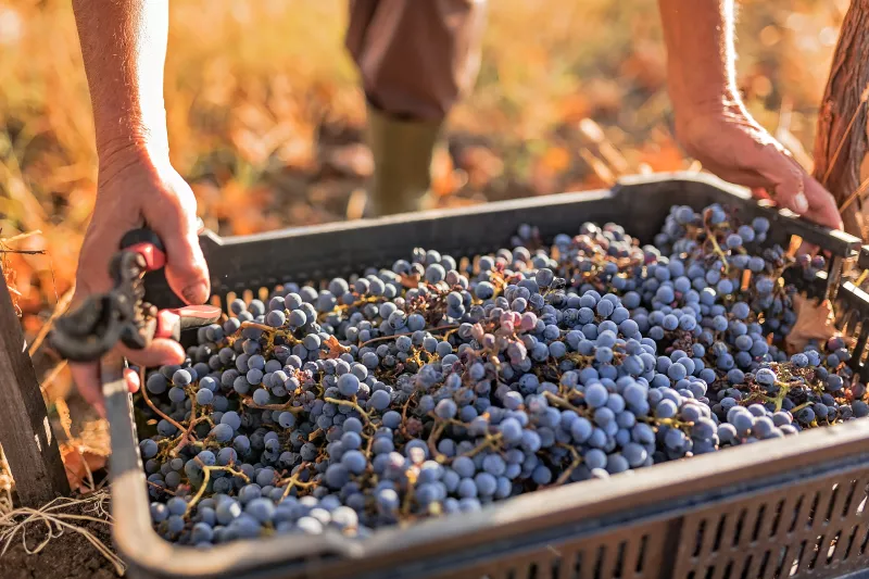 La productora de los vinos California y Cuatro Soles busca ser más sustentable. (iStock)