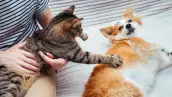 ¿Cómo funcionan los seguros para mascotas y qué opciones hay?