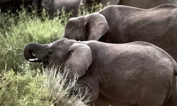 El Ngorongoro es un microsistema dentro de otro microsistem,a que son las planicies del este de África. Las excursiones se realizan de día y sólo se permite pasar seis horas dentro de la boca del volcán ya que leones, chitas y hienas salen a cazar por la